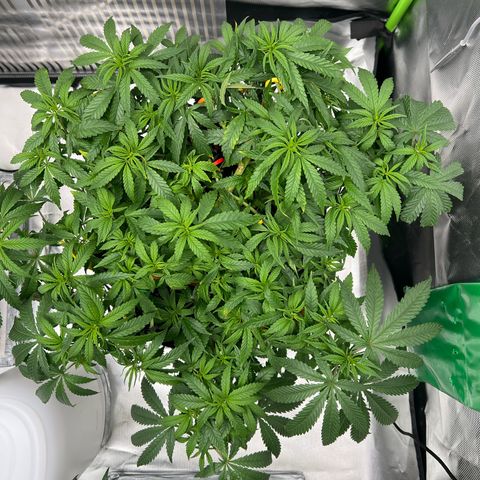 Luke Skywalker growlog timeline photo