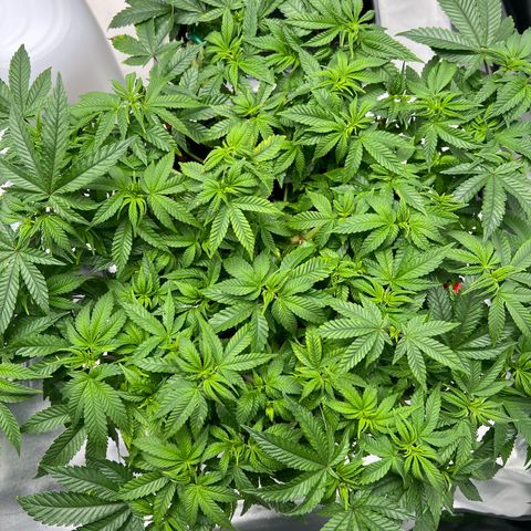 Luke Skywalker growlog photo: Calmag Mangel vermutlich…. Bekommen jetzt 1 ml auf 1 Liter Giesswasser