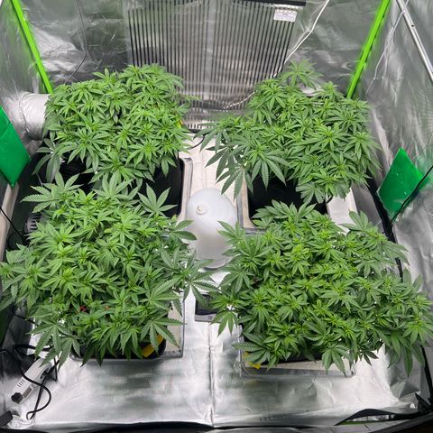 Luke Skywalker growlog timeline photo