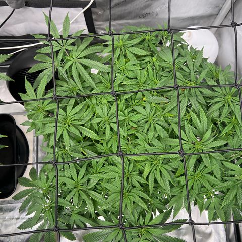 Luke Skywalker growlog timeline photo