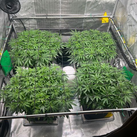 Luke Skywalker growlog timeline photo