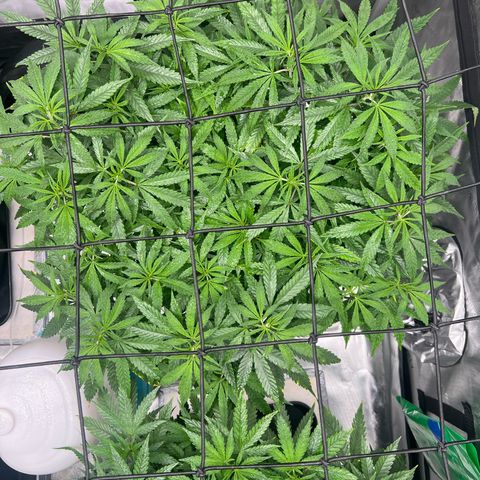 Luke Skywalker growlog timeline photo