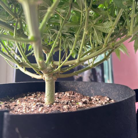 Luke Skywalker growlog timeline photo