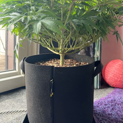 Luke Skywalker growlog timeline photo