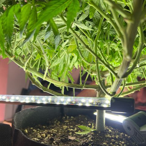 Luke Skywalker growlog timeline photo