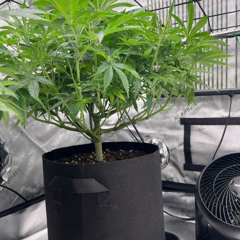 Luke Skywalker growlog timeline photo