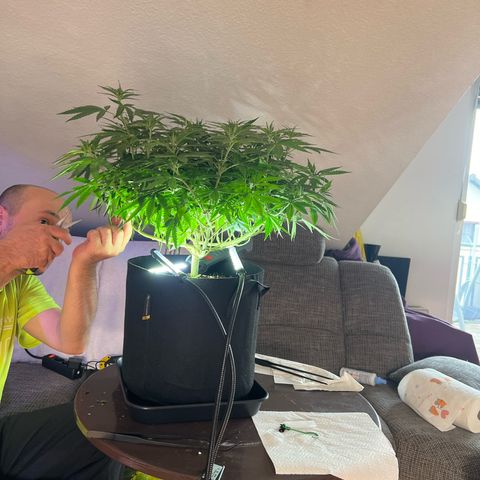 Luke Skywalker growlog timeline photo