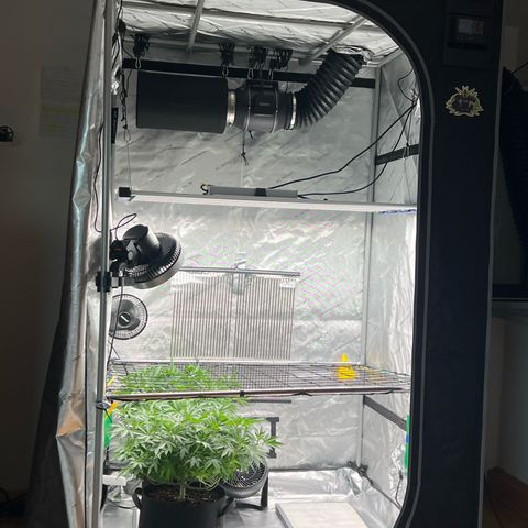 Luke Skywalker growlog timeline photo