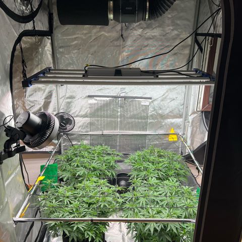 Luke Skywalker growlog timeline photo