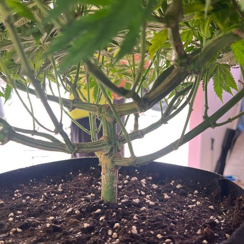 Luke Skywalker growlog timeline photo