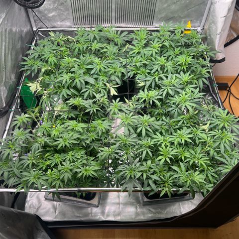 Luke Skywalker growlog timeline photo