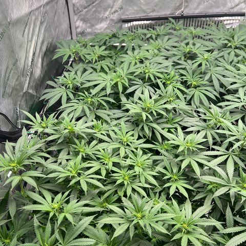 Luke Skywalker growlog timeline photo