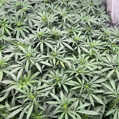 Luke Skywalker growlog timeline photo