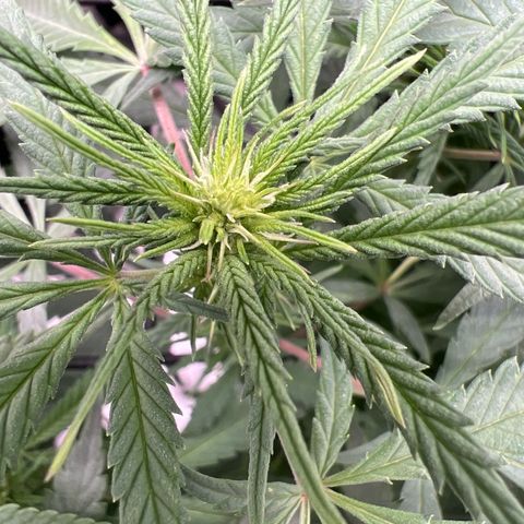 Luke Skywalker growlog timeline photo