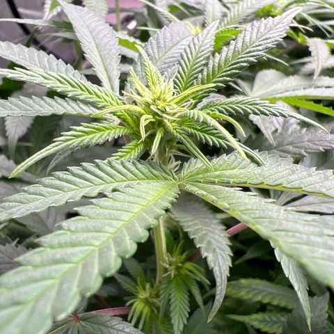 Luke Skywalker growlog timeline photo