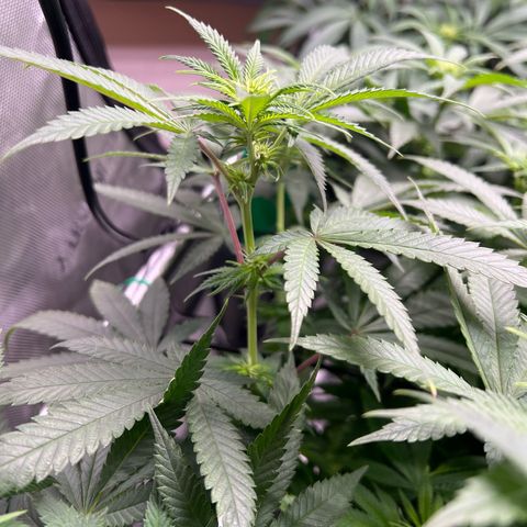 Luke Skywalker growlog timeline photo