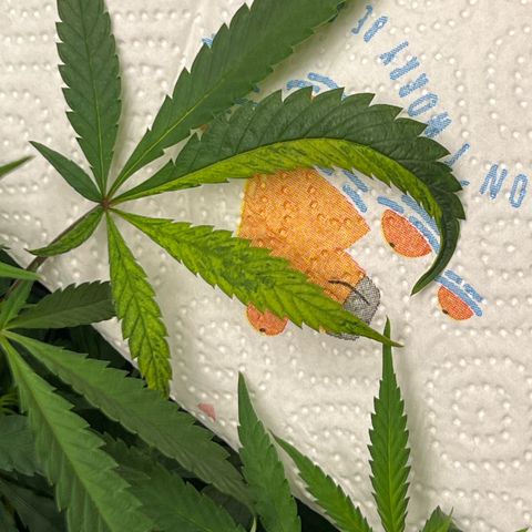 Luke Skywalker growlog timeline photo