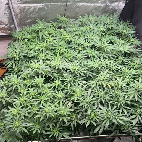 Luke Skywalker growlog timeline photo