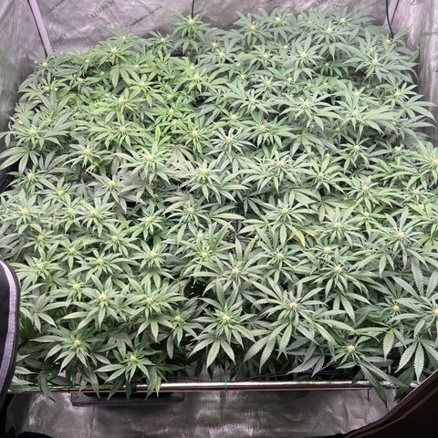 Luke Skywalker growlog photo: 6 gr je Pflanze Phosphor Boost