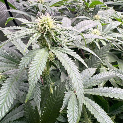 Luke Skywalker growlog timeline photo
