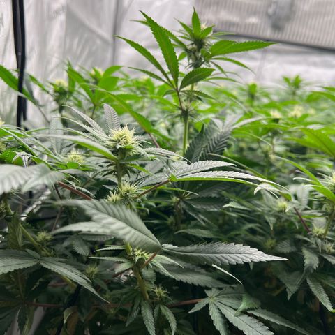 Luke Skywalker growlog timeline photo