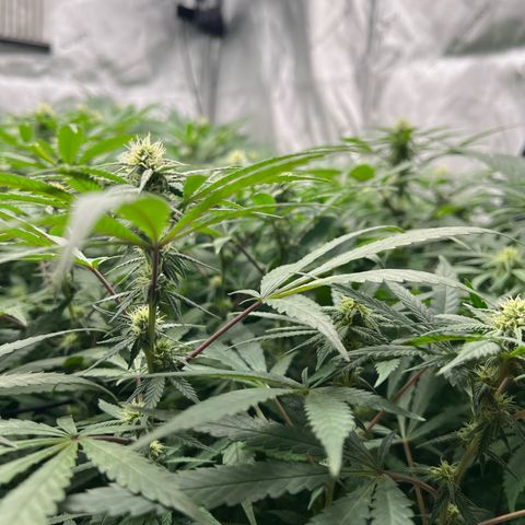 Luke Skywalker growlog timeline photo