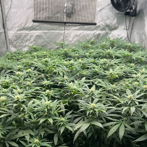 Luke Skywalker growlog timeline photo