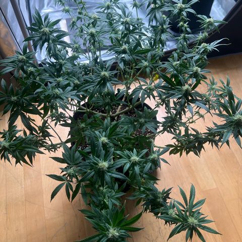 Luke Skywalker growlog timeline photo