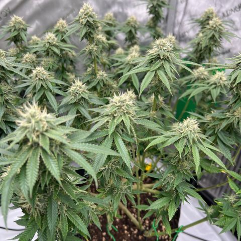 Luke Skywalker growlog timeline photo