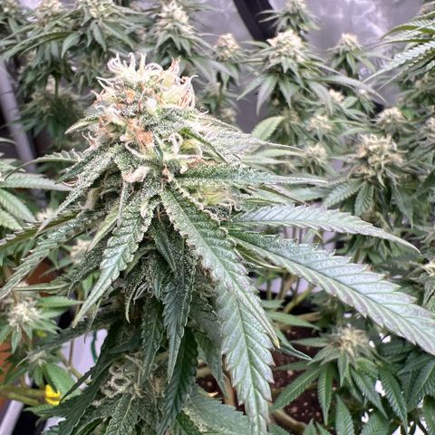 Luke Skywalker growlog timeline photo