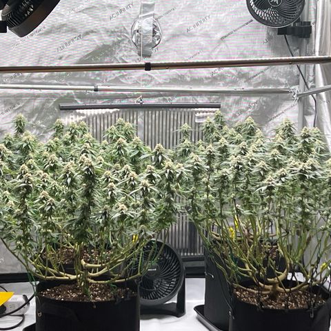 Luke Skywalker growlog timeline photo
