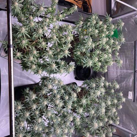 Luke Skywalker growlog timeline photo