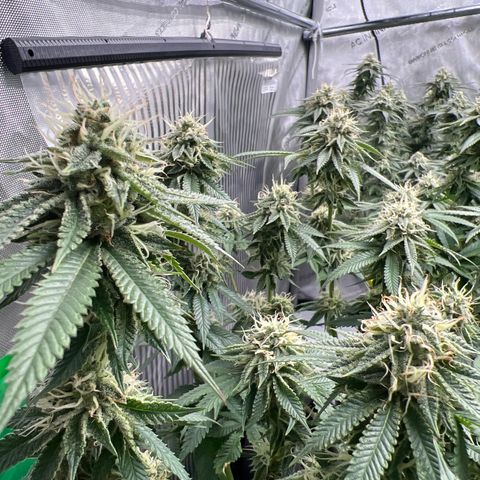 Luke Skywalker growlog timeline photo