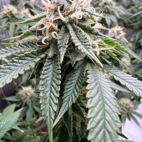 Luke Skywalker growlog timeline photo