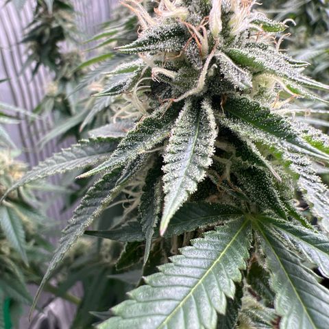 Luke Skywalker growlog timeline photo