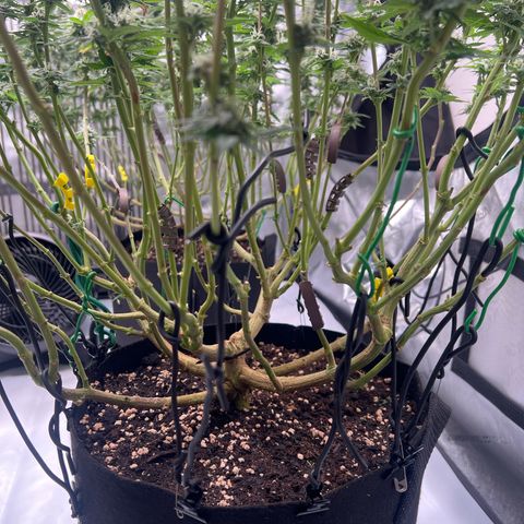 Luke Skywalker growlog timeline photo