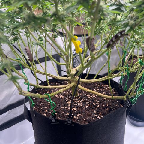 Luke Skywalker growlog timeline photo