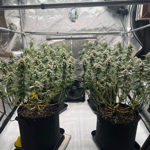Luke Skywalker growlog timeline photo