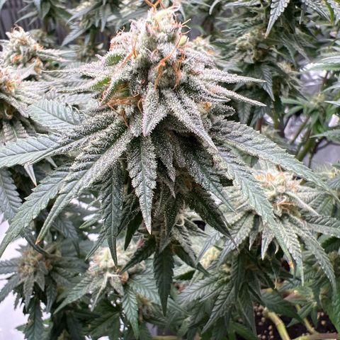 Luke Skywalker growlog timeline photo