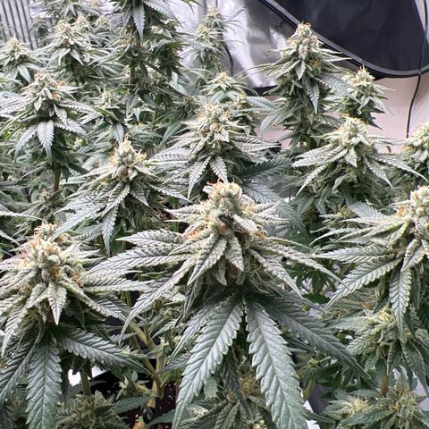 Luke Skywalker growlog timeline photo