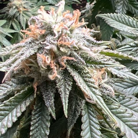 Luke Skywalker growlog timeline photo