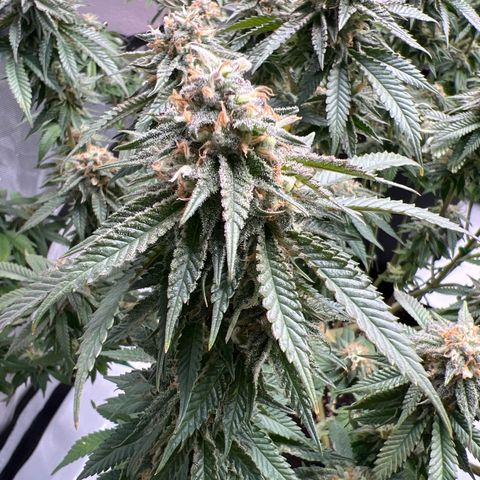 Luke Skywalker growlog timeline photo