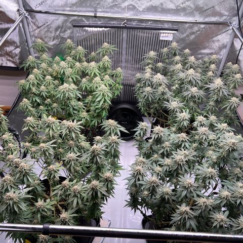 Luke Skywalker growlog timeline photo
