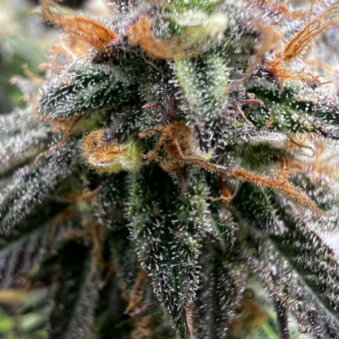 Luke Skywalker growlog photo: Trichome zu 50 % milchig,gestern geflutet.
Dazu alle großen Blötter der Blüten entfernt 