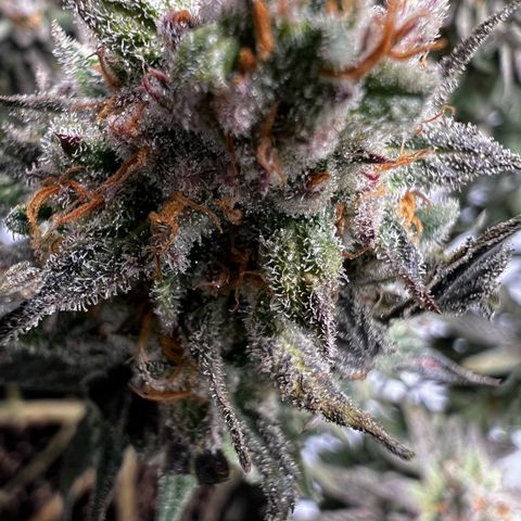 Luke Skywalker growlog photo: Trichome zu 50 % milchig,gestern geflutet.
Dazu alle großen Blötter der Blüten entfernt 