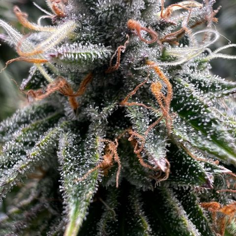 Luke Skywalker growlog photo: Trichome zu 50 % milchig,gestern geflutet.
Dazu alle großen Blötter der Blüten entfernt 