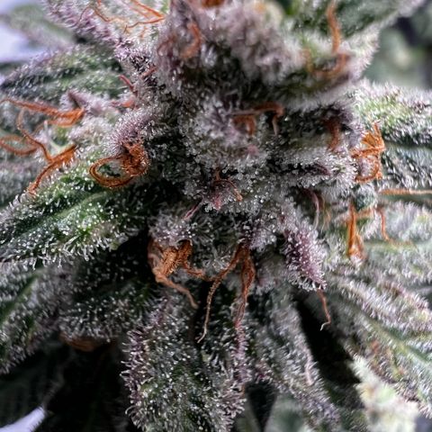 Luke Skywalker growlog photo: Trichome zu 50 % milchig,gestern geflutet.
Dazu alle großen Blötter der Blüten entfernt 