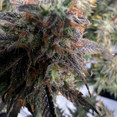 Luke Skywalker growlog photo: 3 Liter klares Wasser pro Pflanze 