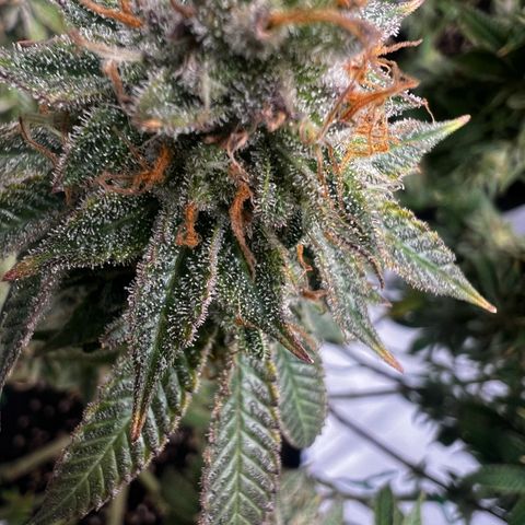 Luke Skywalker growlog photo: 3 Liter klares Wasser pro Pflanze 