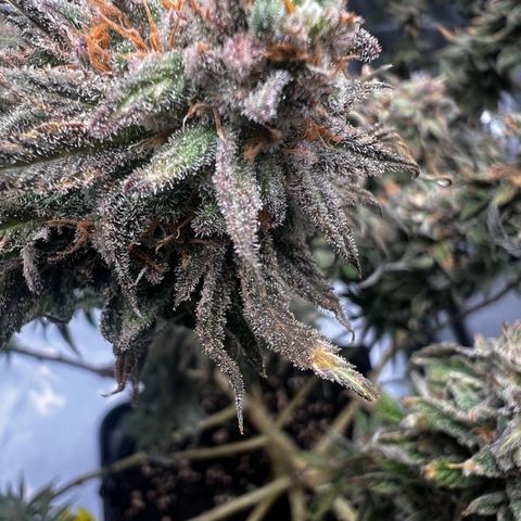 Luke Skywalker growlog photo: 3 Liter klares Wasser pro Pflanze 